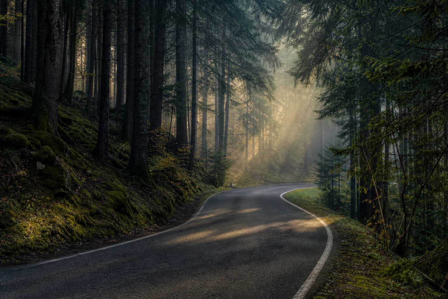 Waldstraße und dichte Baumkronen im Schwarzwald